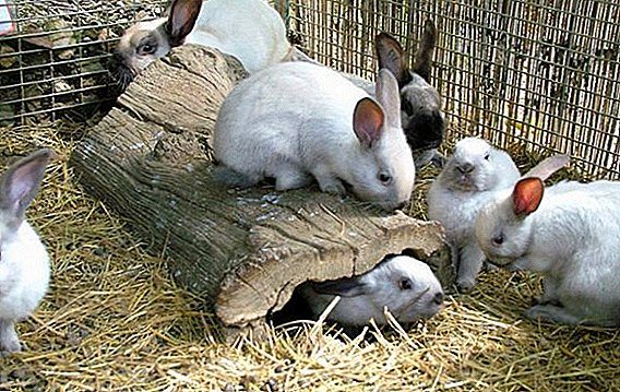 Stomatitis (muzzle ປຽກ) ໃນ rabbits: ວິທີການແລະສິ່ງທີ່ຄວນປິ່ນປົວ