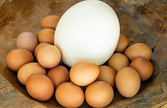 Ostrich egg: ezigbo nri