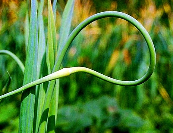 Allium sagittas: Quid sunt beneficia usum de productum