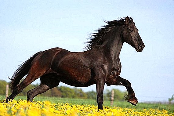 Struktura i bolesti konja