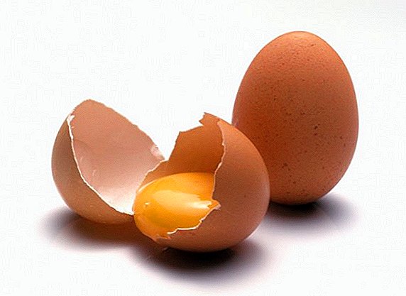 Структура на пилешкото јајце