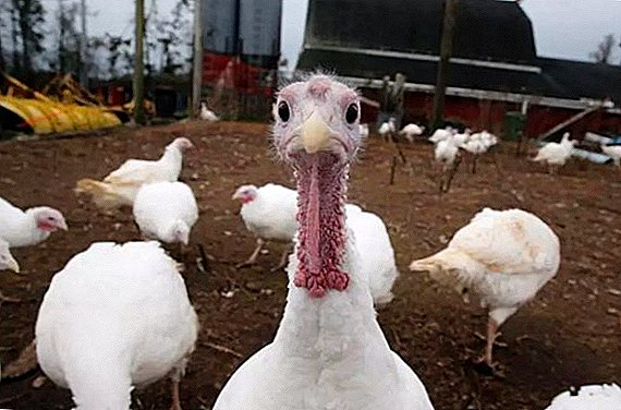 ການກໍ່ສ້າງ hen Turkey