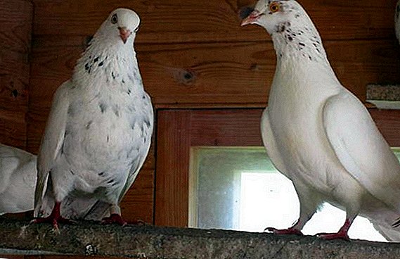 Sverdlovsk pigeons dhuwur-terbang