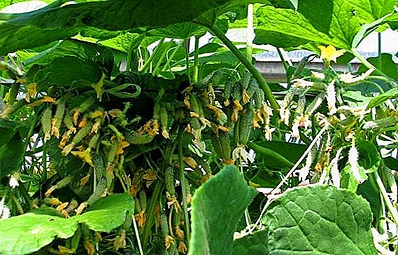 Ang sobrang pag-aabang at maagang pag-ripening: Siberian garland variety cucumber
