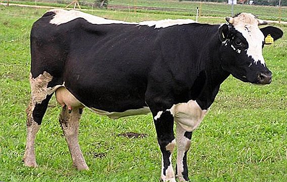 Raza Tagil de vacas