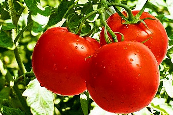 Teknik tumuwuh tomat dumasar kana metode Maslov