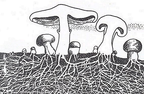 Pūnaewele hanahana mycelium (mycelium): pehea e ulu ai i ka mycelium ma ka home