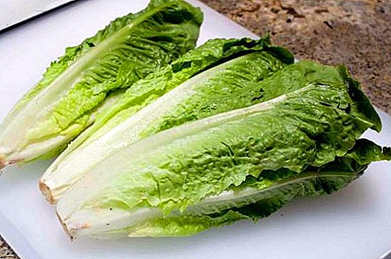Ang teknolohiya sa nagtubo nga romaine lettuce sa dacha