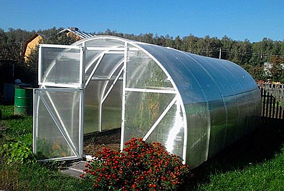 Greenhouse "Signor tomat": tout pèp la pwòp men yo