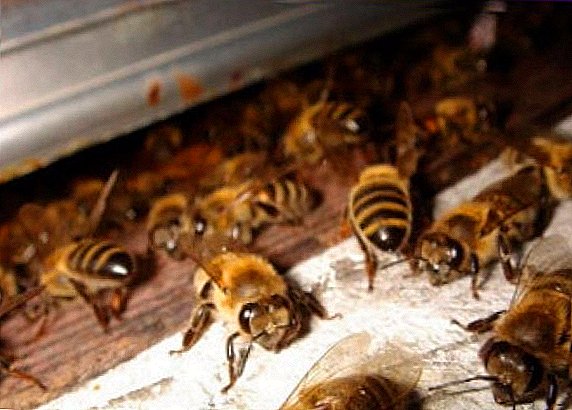 Akarlardan arıların istilik müalicəsi Varroa: öz əlləri ilə bir istilik otağı necə qurulacaq