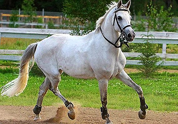 Tersk atı: xarakterik, tətbiq