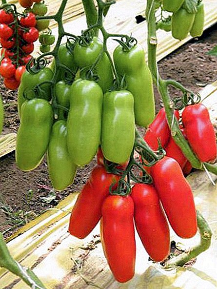 Scarlet Mustang Tomato: Myndir og ávöxtun