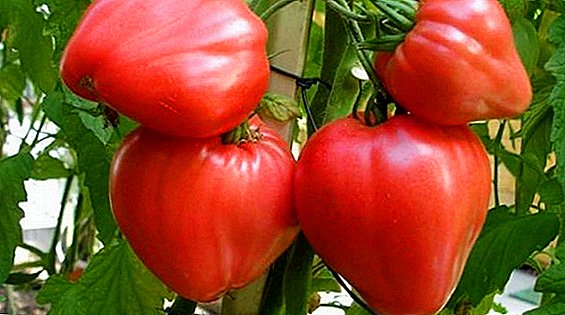 Tomato Bull жүрөк: өстүрүү жана сактоо