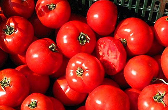 Tomato "Bobcat": priskribo de la variaĵo kaj reguloj de plantado kaj prizorgado