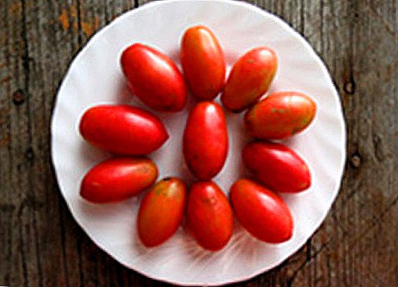 Tomat Chio-Chio-San - rupa anu sampurna pikeun pickling