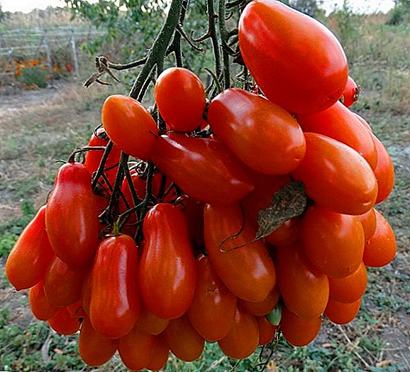 Tomato "Flashen" po o le "Flash" - e foliga mai o fualaau aina ma fualaau suamalie