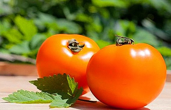 Tomat "Persimmon": seedlings simen ak swen sou sit la