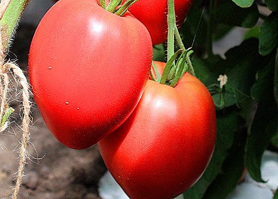 Tomato "Eze nke London" - nke etiti oge ụtụtụ