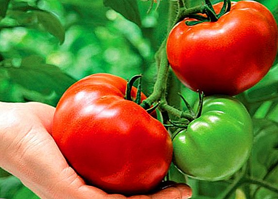 Tomato Krasnobay: record-yielding, medium late at indeterminate