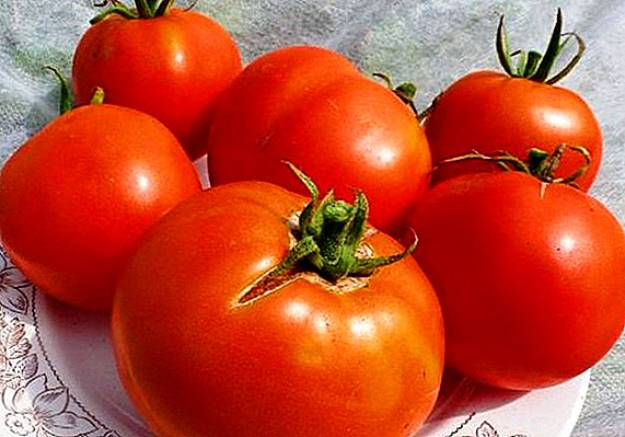 گوجه فرنگی "لابرادور" - اوایل رسیده، مقاوم در برابر آب و بارانی است