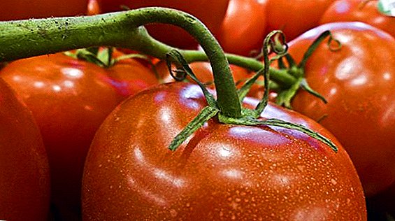 Tomat Marina Grove: plante, swen, avantaj ak dezavantaj