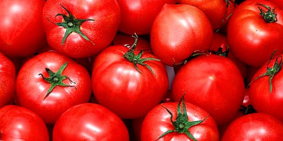 Tomato "Senŝua Urso": ĉio, kion vi bezonas scii pri plantado kaj prizorgado