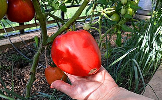 Tomato "Eagle Heart": Charakteristiken, Geheimnisse vun Erfolleg Kultivatioun