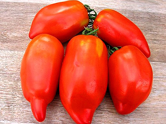 Pepper հսկա լոլիկ - բարձր բերքատվության հատկանիշներ