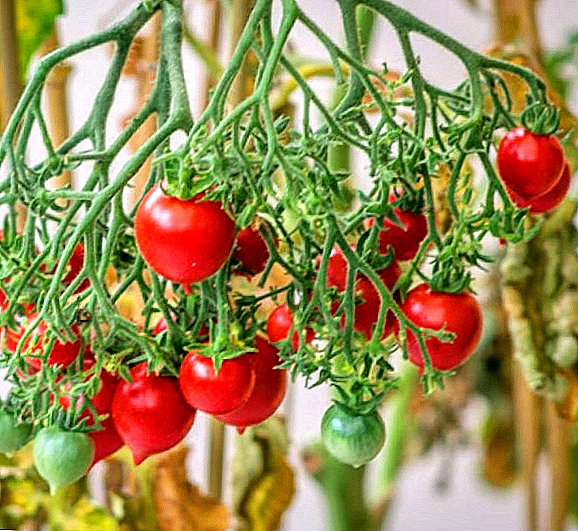 Geranium Kiss Tomato - mitundu yatsopano yosankha