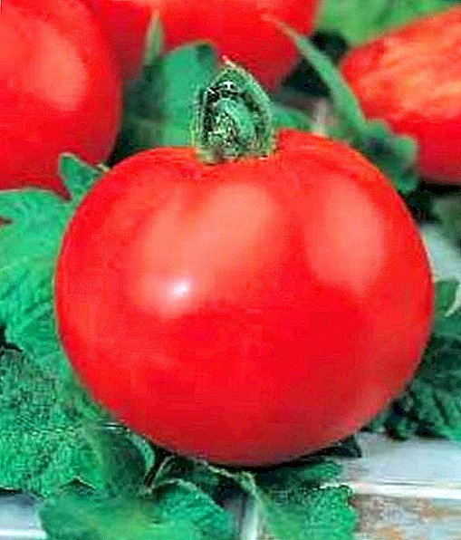 Tomato polbig halayyar da kuma bayanin da iri-iri