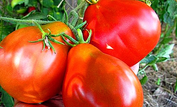 Tomato "Unu Cent Viroj" - granda, suka kaj salata vario