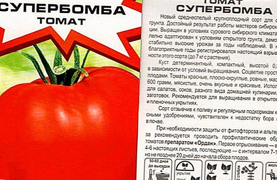 Tomatea "Superbomb": fruitu handiko barietate berria