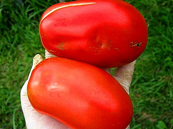 Tomato "Troika", "Siberia Troika" aŭ "Rusa Troiko" - frua matureco, rezistema al malsanoj