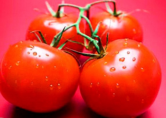 Pomidor "Verlioka": müxtəlifliyi və əkinçilik agrotexnologiyasının təsviri