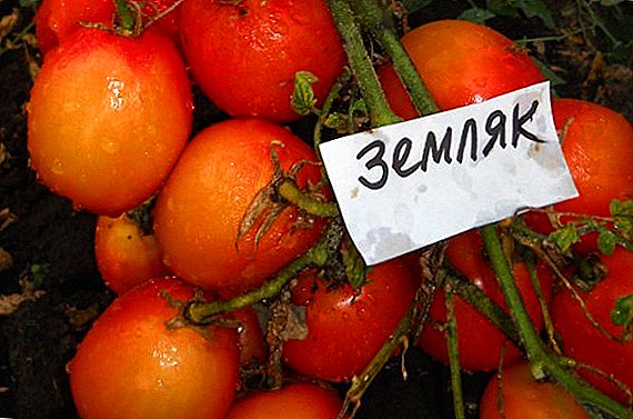 Tomato "Countryman" lýsing og eiginleikar