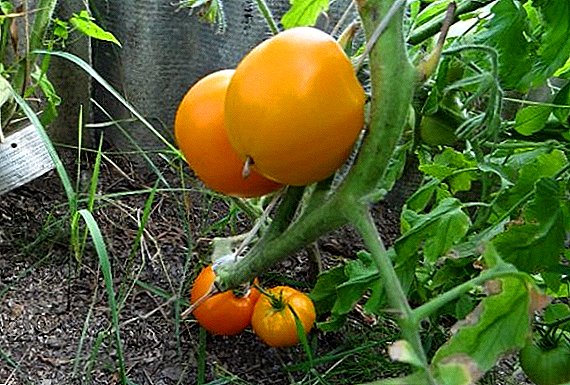 Tomati "Golden Domes" - tomati letusi tomati