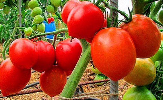 Tomatoes Сарай: мүнөздөрү, сүрөттөлүшү, өндүрүмдүүлүктү