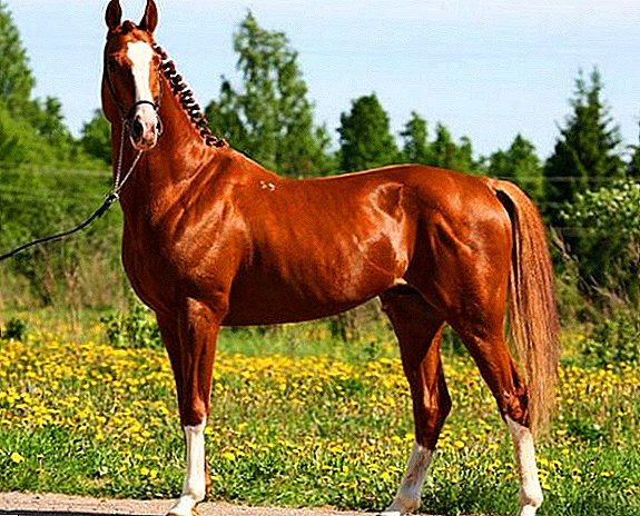 Trakehner horse: үүлдрийн шинж чанар