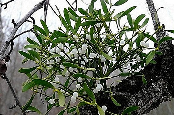 Mistletoe ahịhịa: ọgwụ ọgwụ na ngwa ọgwụ