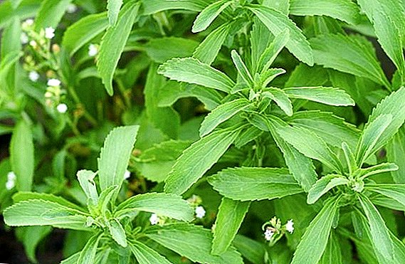 Herb stevia: ing endi tuwuh, ngapa bisa migunani, cara migunakake kanggo obat