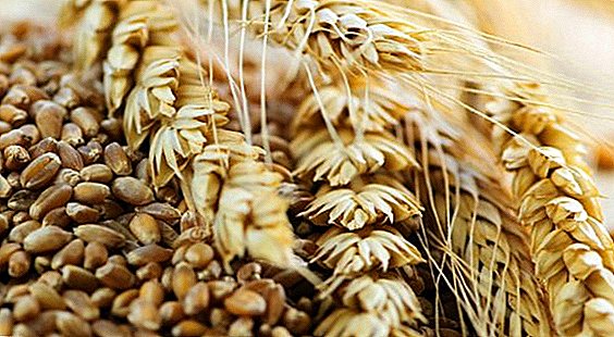 Tritikale: opis i uzgoj hibrida raži i pšenice
