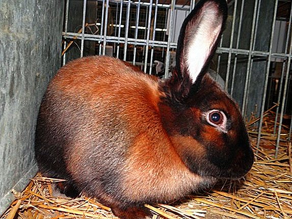خرگوش Thuringian: منشا، توصیف نژاد، قوانین مراقبت