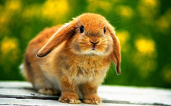 Rabbits ມີເລືອດ: ເຫດຜົນສໍາລັບສິ່ງທີ່ຕ້ອງເຮັດ