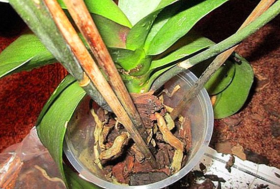 Orchidee wortels droog: is dit moontlik om 'n plant te heranimiseer