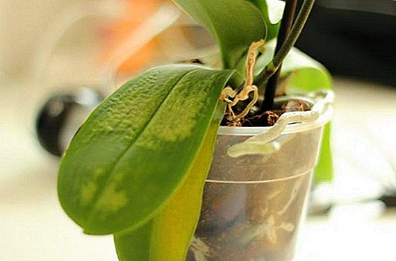 As orquídeas fan follas amarelas: que facer e como descubrir a causa do amarelo