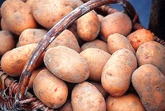 Disce quomodo crescunt potatoes in technology Batavica