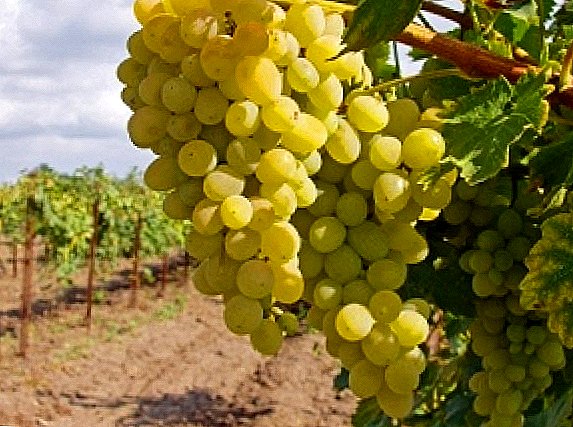 O fertilizante de uva no outono é unha actividade importante e significativa.