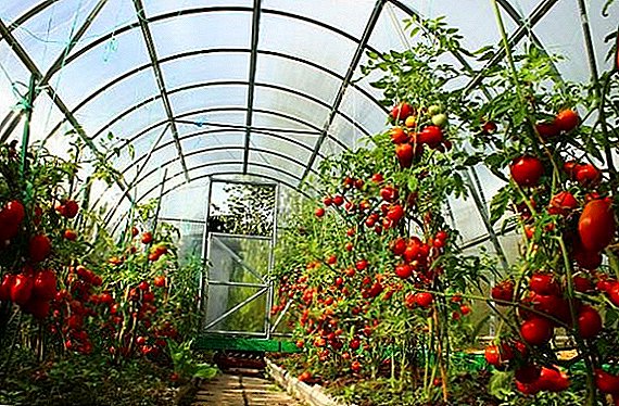 Pupuk pikeun tomat di rumah kaca: salila penanaman sareng sanggeus penanaman