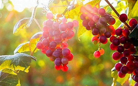 Briga za grožđe u jesen: pravila i savjeti