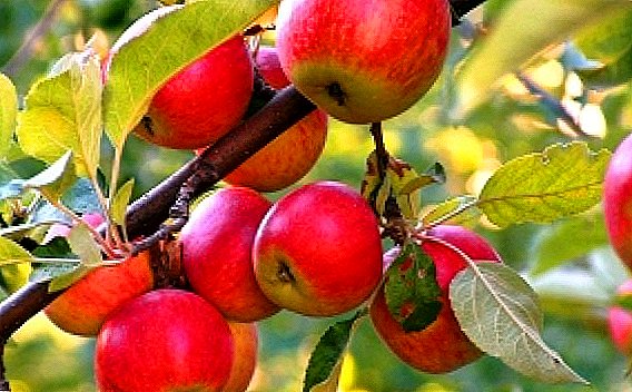 सफरचंद झाडे काळजी आणि लागवड: मुख्य नियम